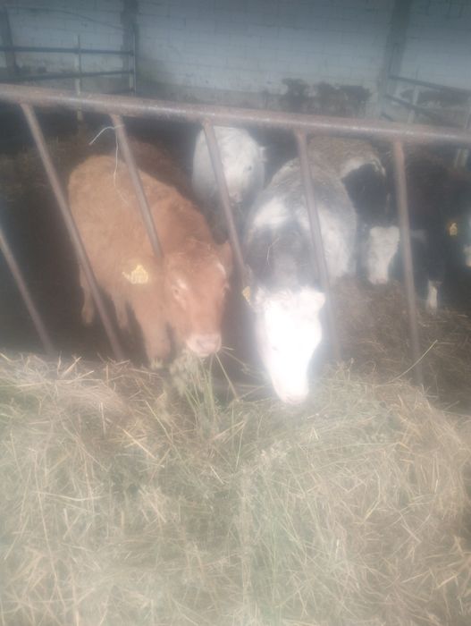 Viței și vițele .