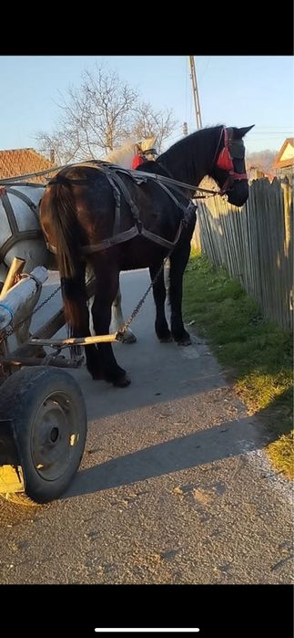 De vanzare iepe cuminti