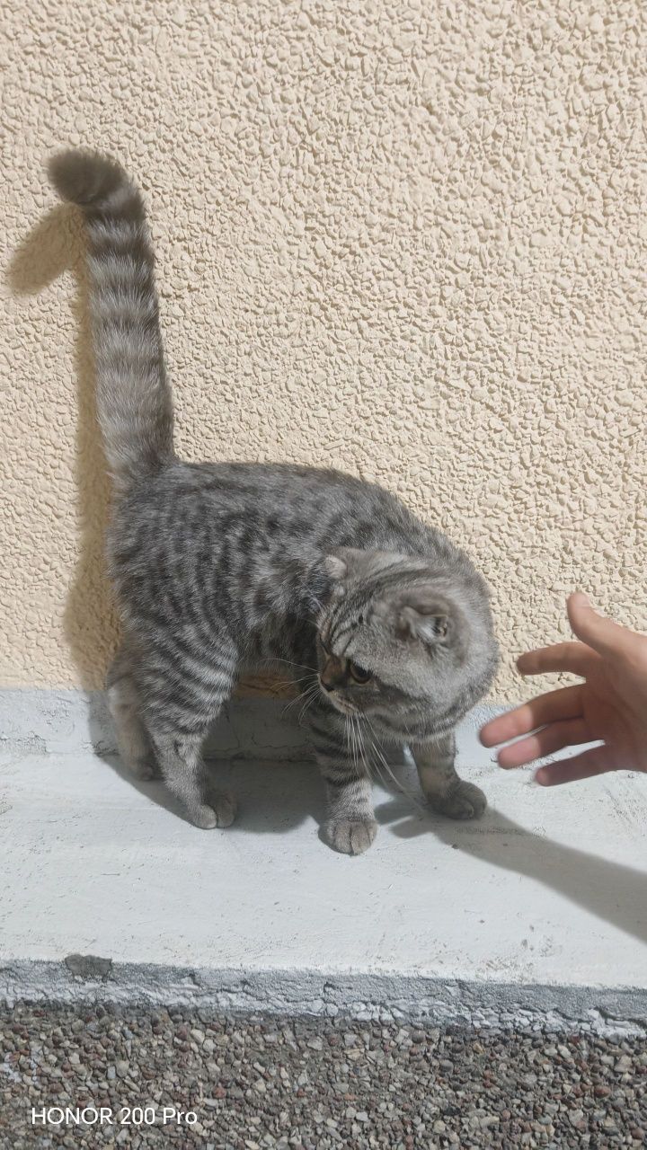Uy mushigi sotila