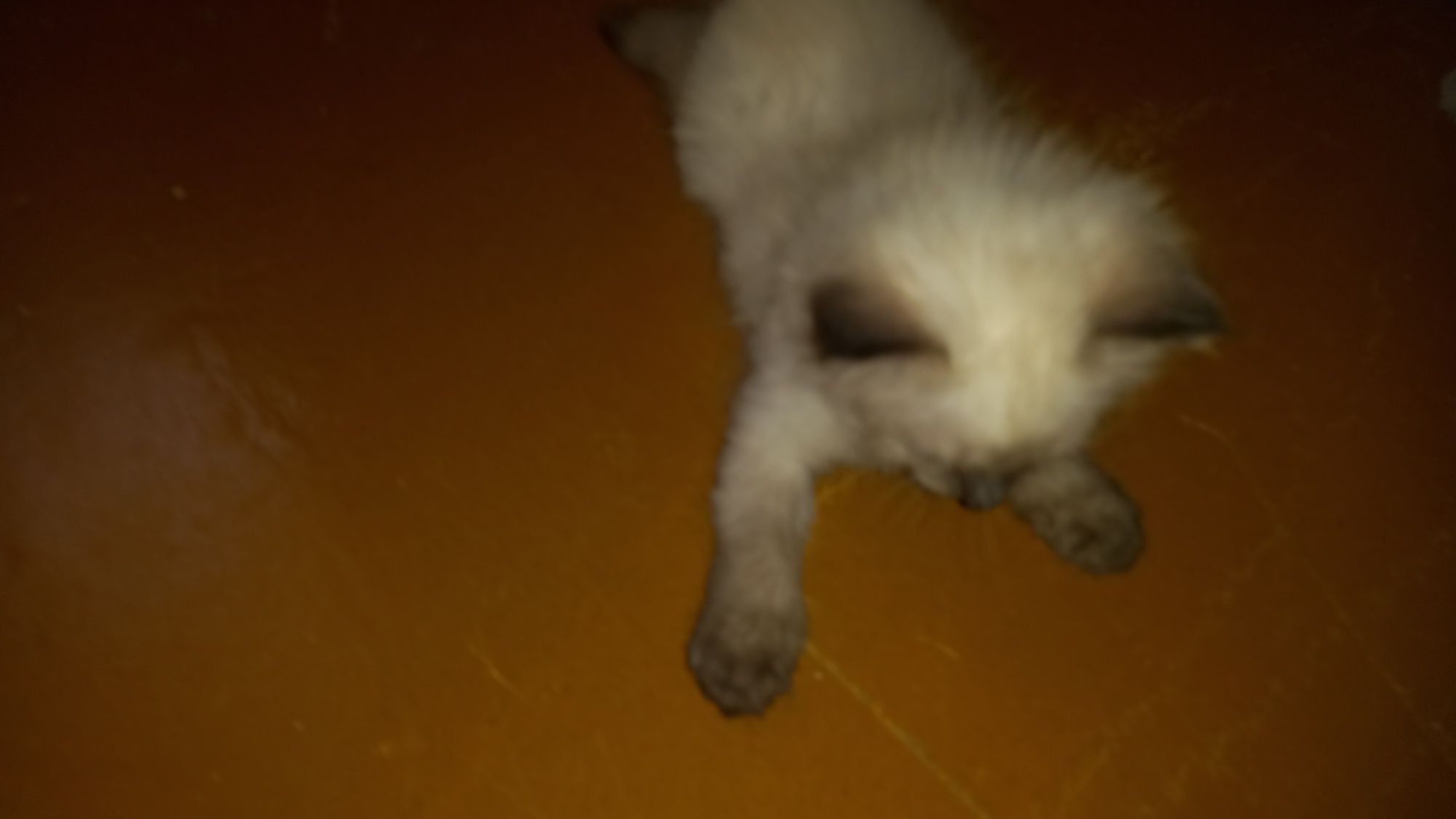 Пародистые котята чисто сиамские