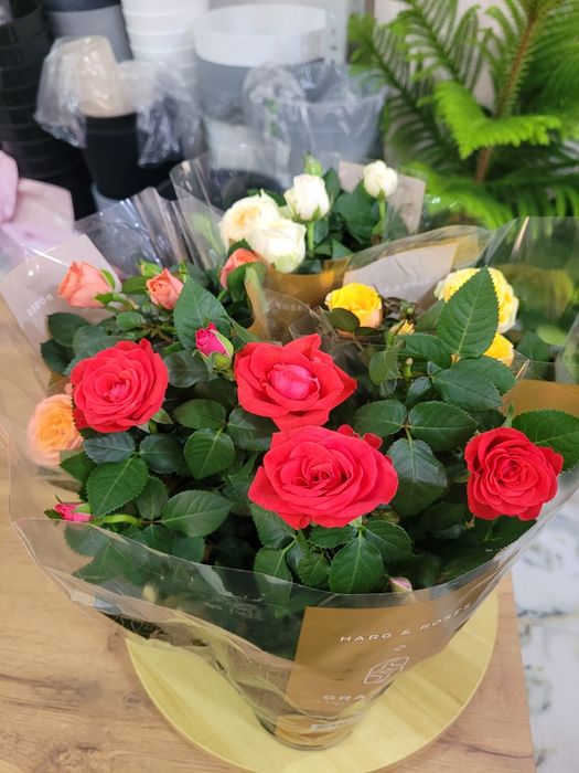 Роза. Бордюрная роза. Комнатная роза