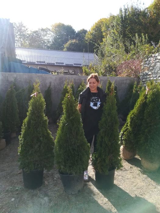 Tuia smaragd mai multe dimensiuni