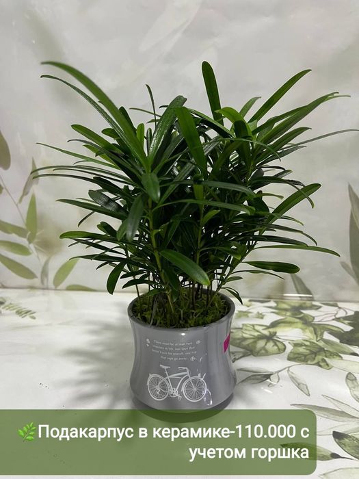 Продаётся Падакарпус, Хамедорея, Сансевиерия и др