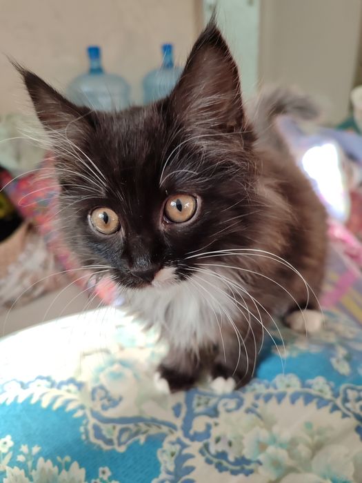 котенок, отдам в хорошие руки