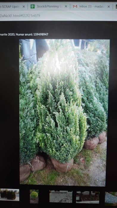 Vand plante ornamentale