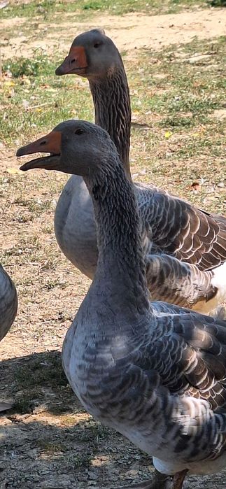 Vindem gâște puternice și sănătoase