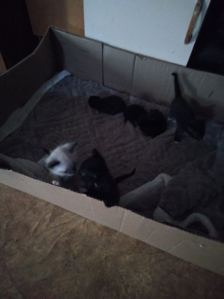 Домашние котята