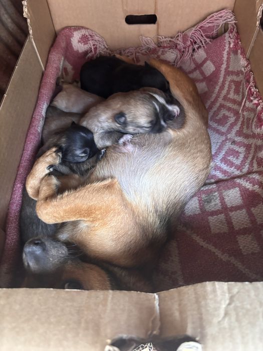 Donez catei talie mica