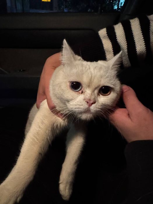 british shorthair