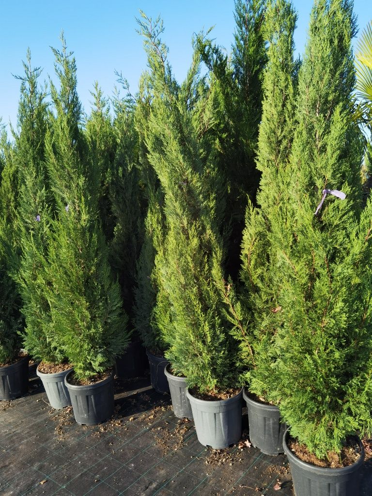 Leylandii verde pentru gard viu, oferta