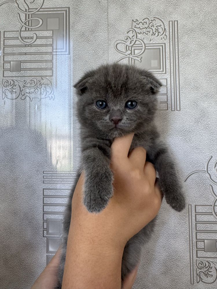 Продаются породистые котята скотиш фолды и страйт
