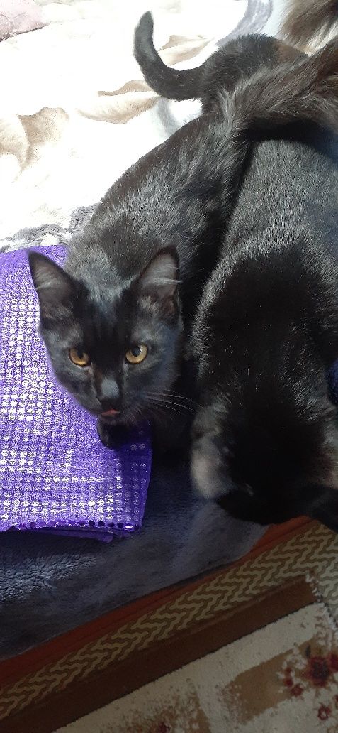 Кошки  котята ангоры