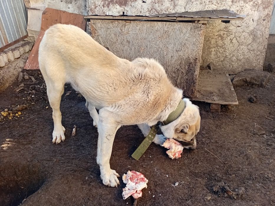 Продам алабая, кобель