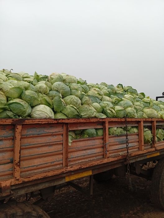 Vând varză de Buzău