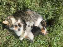 Котята бесплатно в добрые руки