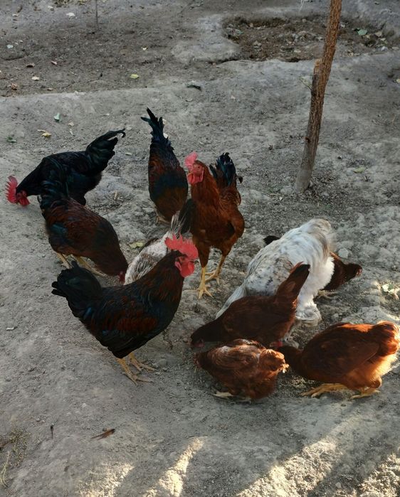 Товуклар сотилади