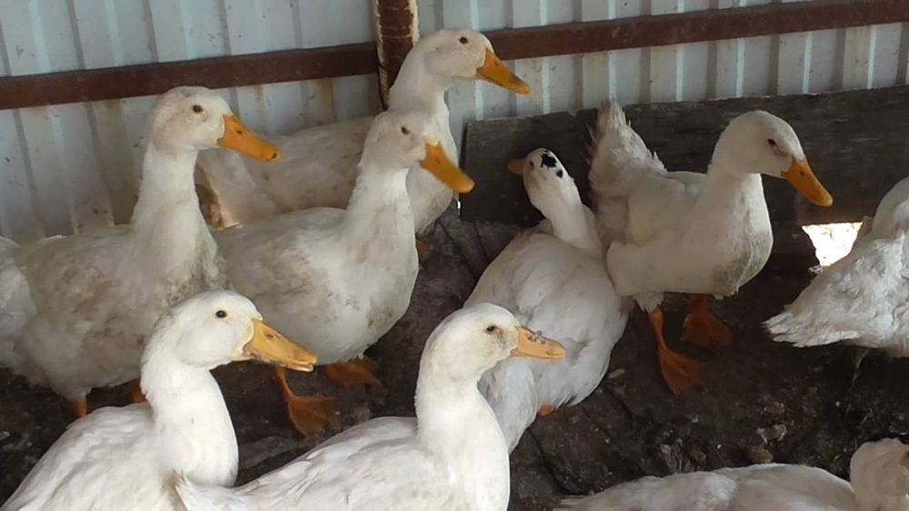 Продам уток.        .