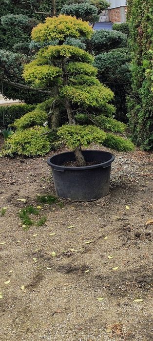 Bonsai de gradina Thuja Rheingold colecție personala
