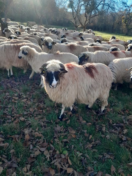 Vand 4 oii breze cu nasul alb