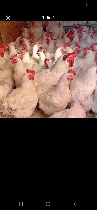 Gaini de carne la 4-5 kg