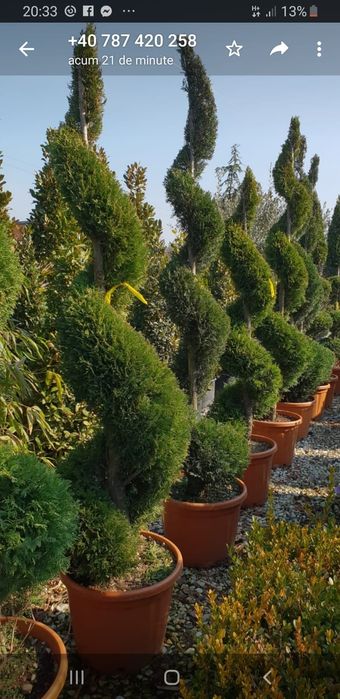 Vând forme de tuia(spirala, ponpon, gold rider etc)