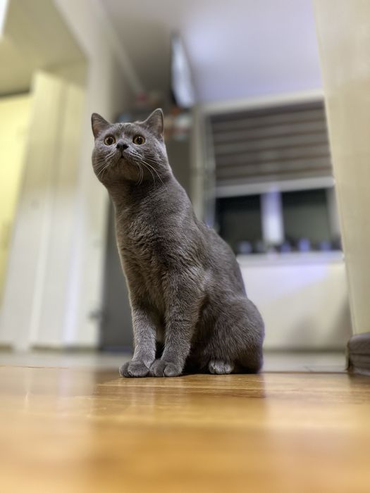 Скотишт фолд и скоттиш страйт