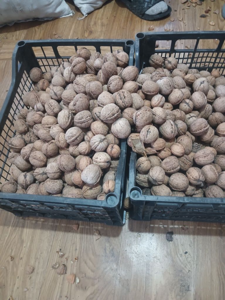 Nuci de vânzare ,noi anul acesta