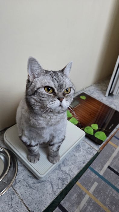 Кошка, британская короткошерстная