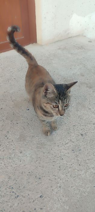 Отдам кошку в хорошую руку