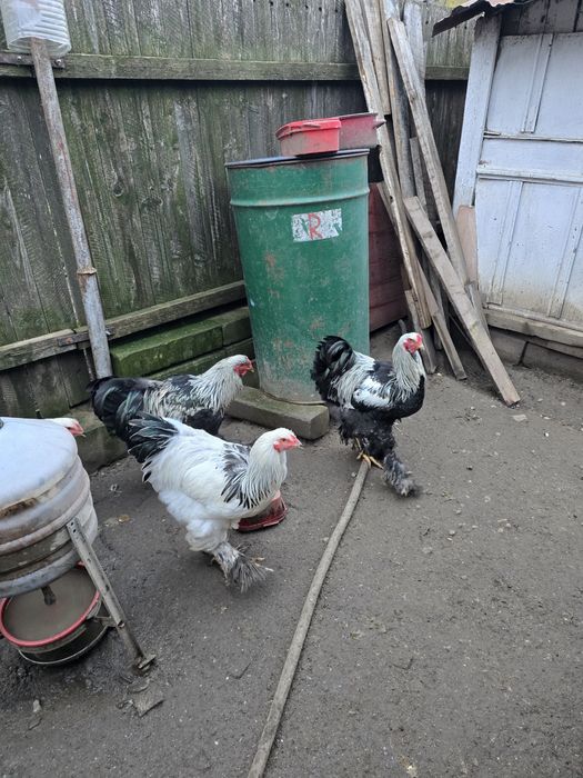 Vând cocoși Brahma