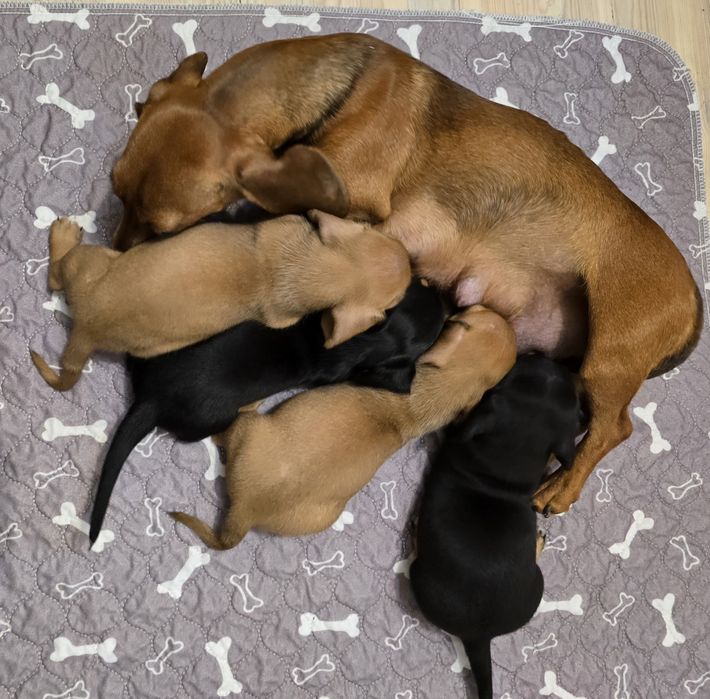 Pui șoricar (Teckel pitic, Dachshund)