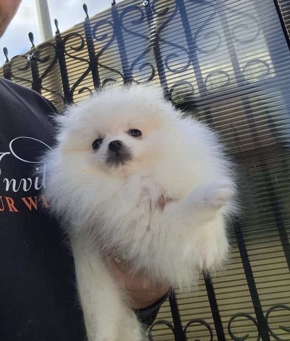 Pomeranian pui talie mică