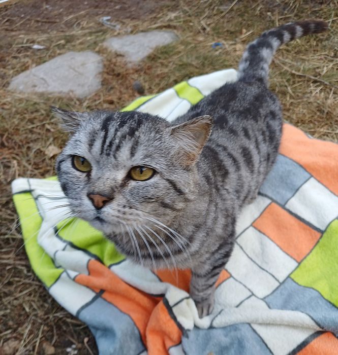 Кот Эдуард срочно ищет ответственных хозяев