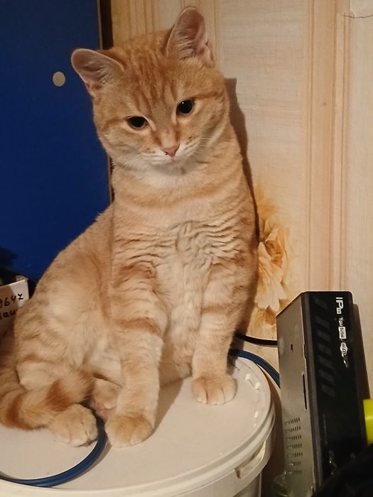 Ищем семью.Сёма 7 месяцев