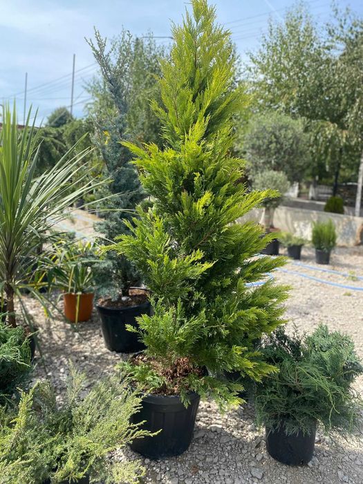Plante Ornamentale