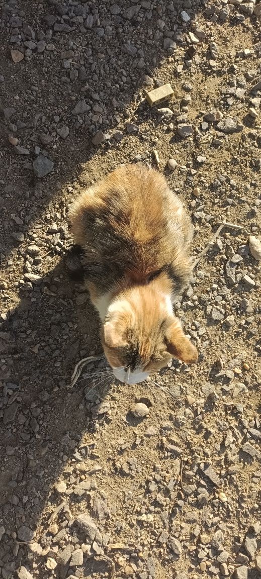 Котенок кошка кот девочка мысык