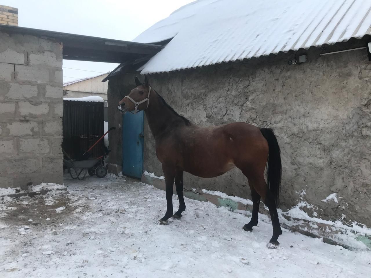 Кобыла чистокровная англиская