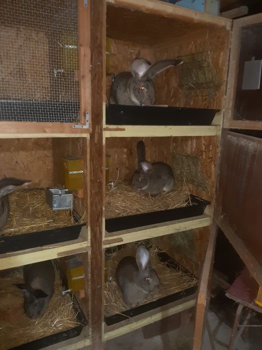 De vânzare uriaș german gri