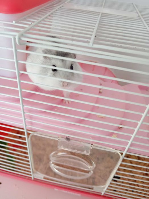 Hamster pitic și cușcă cu accesorii