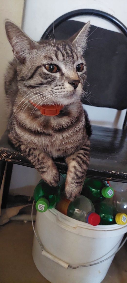 Котята британцы.г. Шымкент