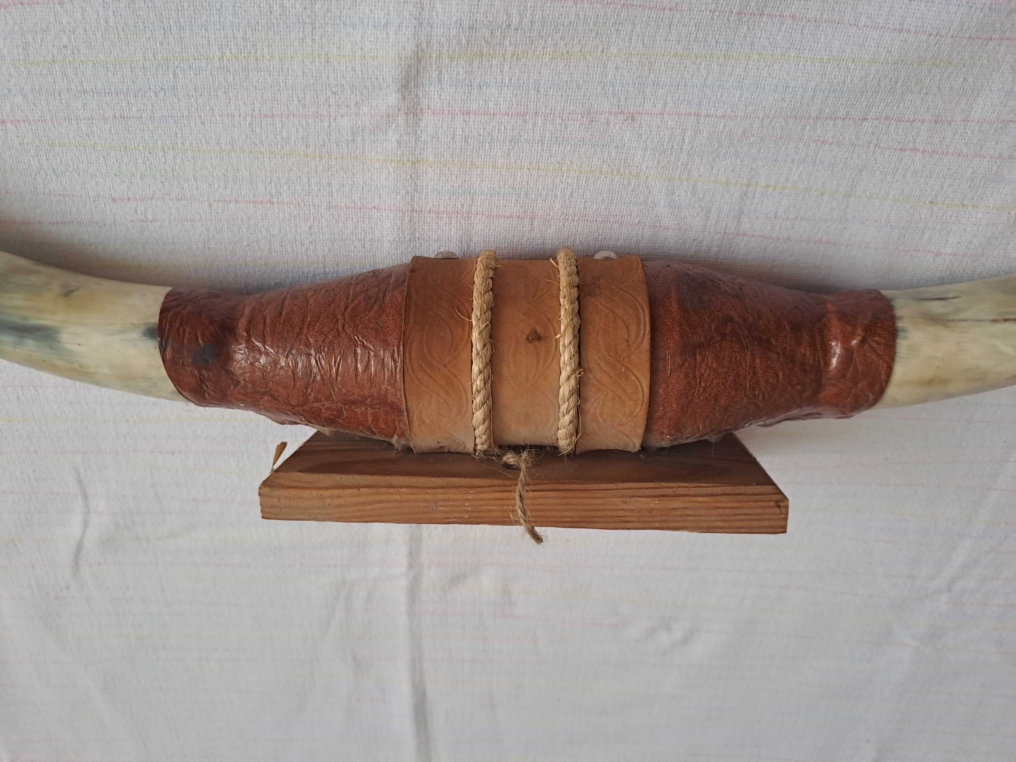 trofeu coarne bivol coarne taur 74 cm
