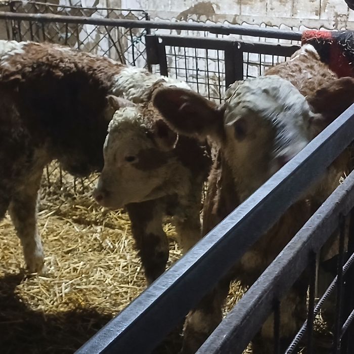 Vitei baltata si belgian