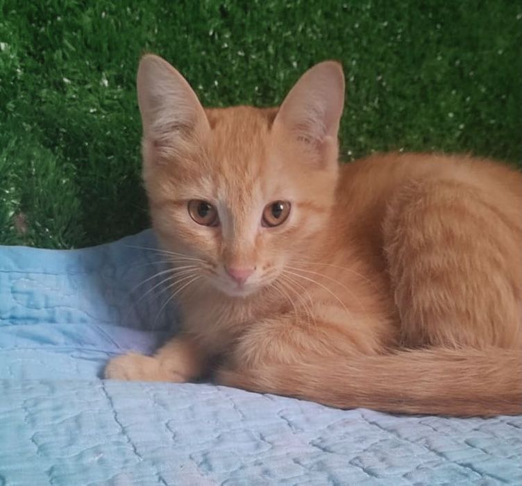 Рыжая красавица ищет дом!