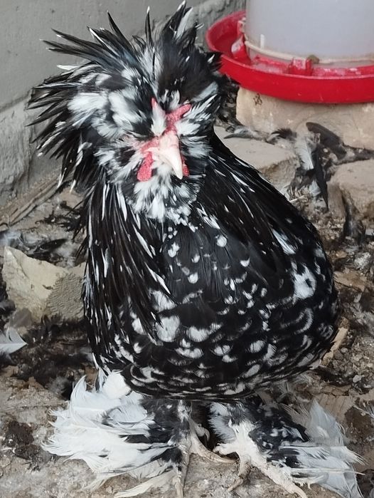 Карейски японкала сотилади. Зоти тоза.