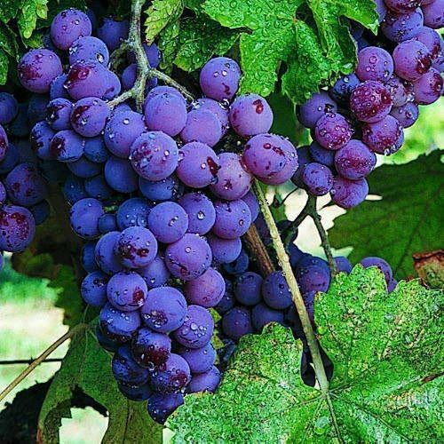 Vita de vie nobila soiuri negre de masa