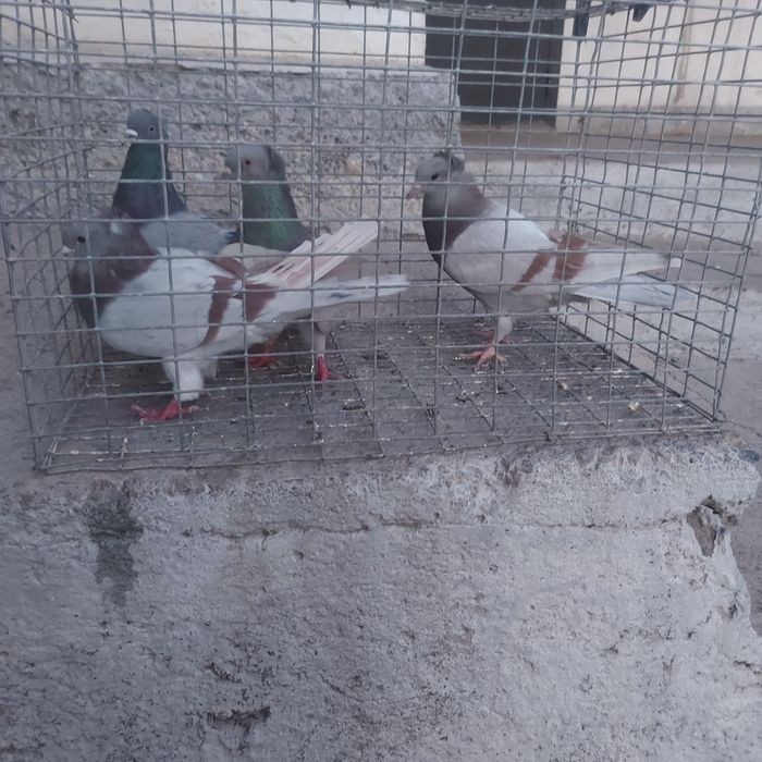 Сизи сирен уди лет игра гатовый