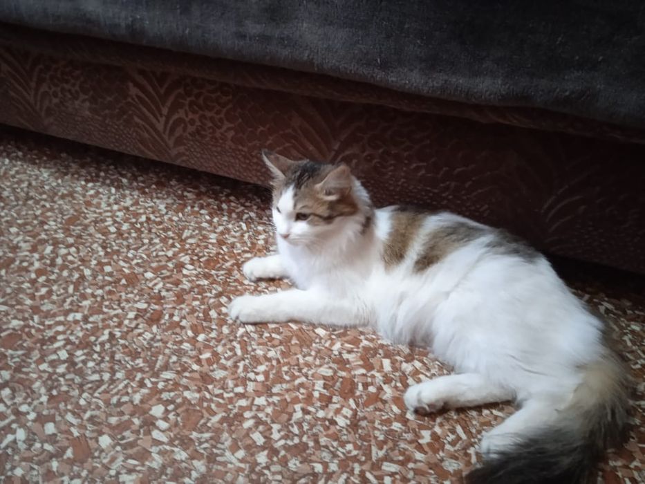 Отдам кошку в хорошие руки