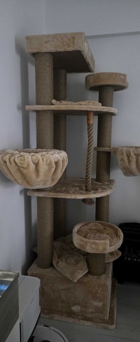 Ansamblu joaca pisici