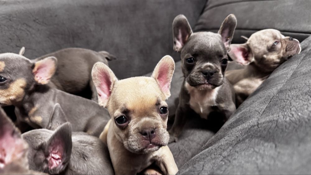 Френски булдог / Frenchie