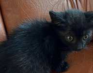 3 pisoi pentru adoptie
